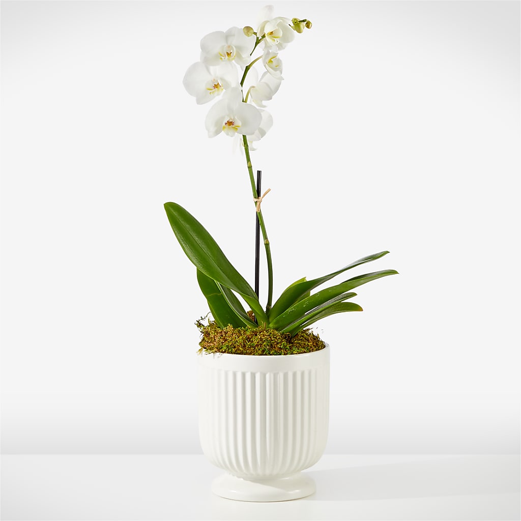 Whispering White Orchid – Seaside Stems, Old Saybrook CT