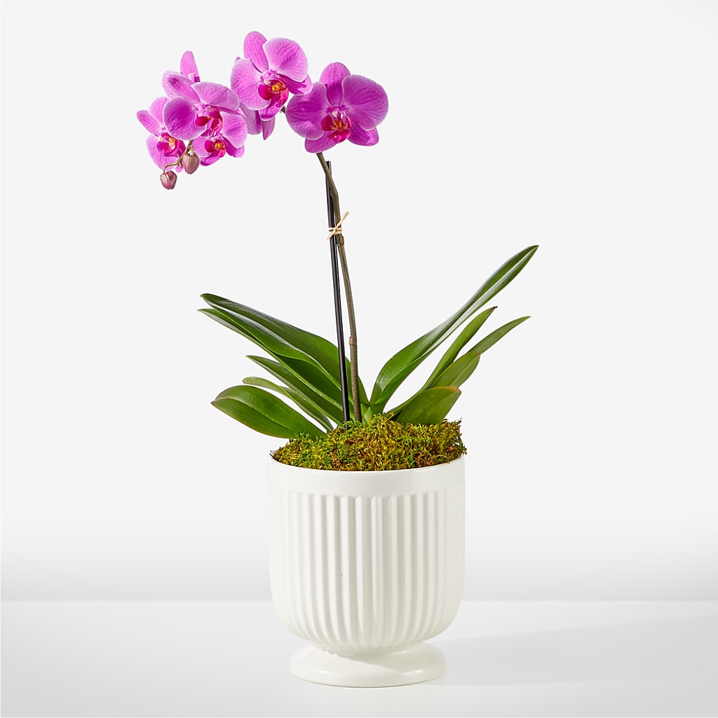 Friendly Fuchsia Orchid – Seaside Stems, Old Saybrook CT