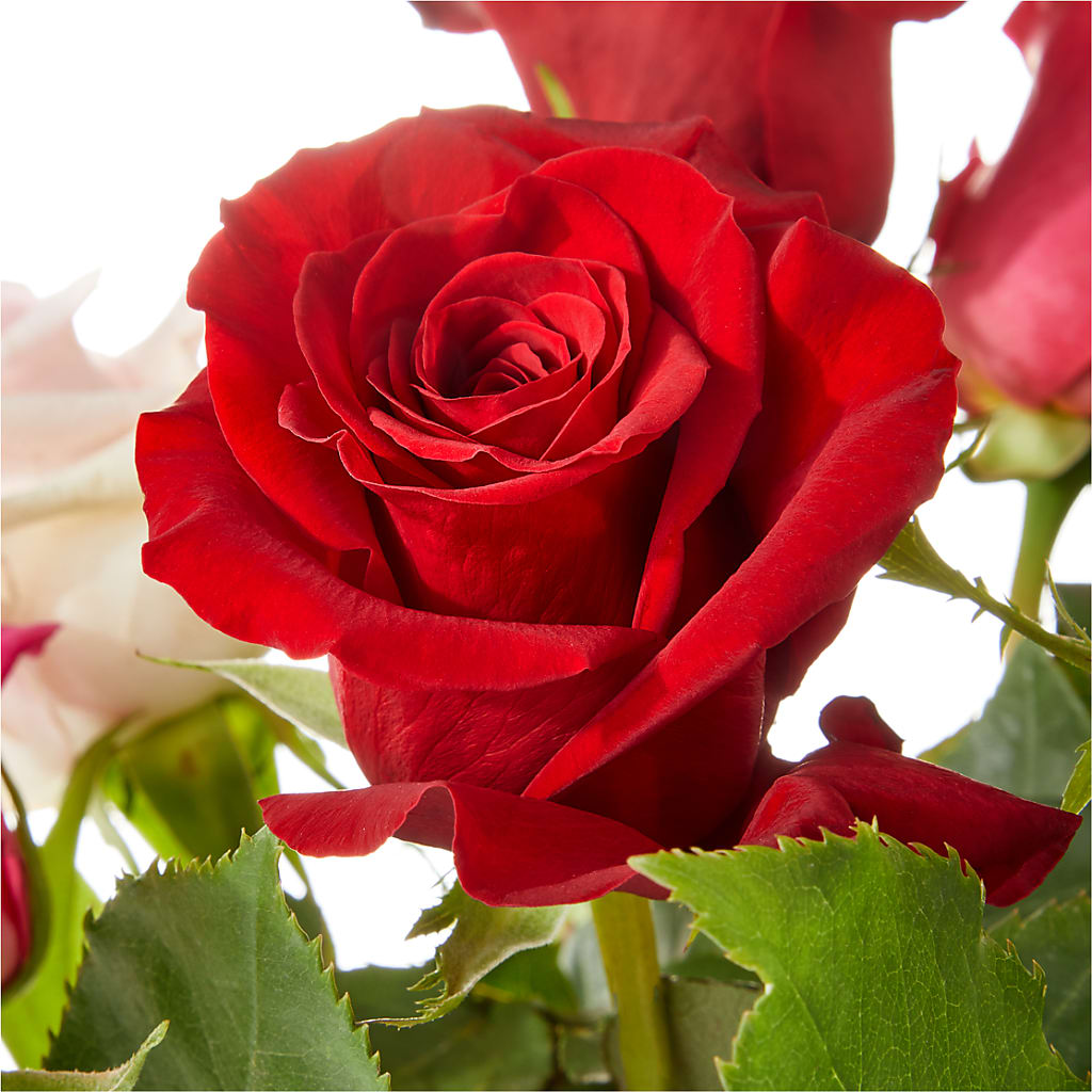 Love Notes Rose Bouquet – Seaside Stems, Old Saybrook CT