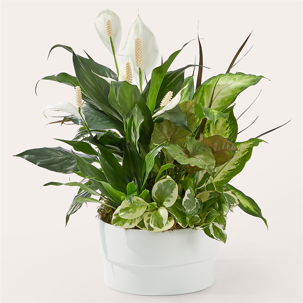 Radiating Positivity Dishgarden – Seaside Stems, Old Saybrook CT